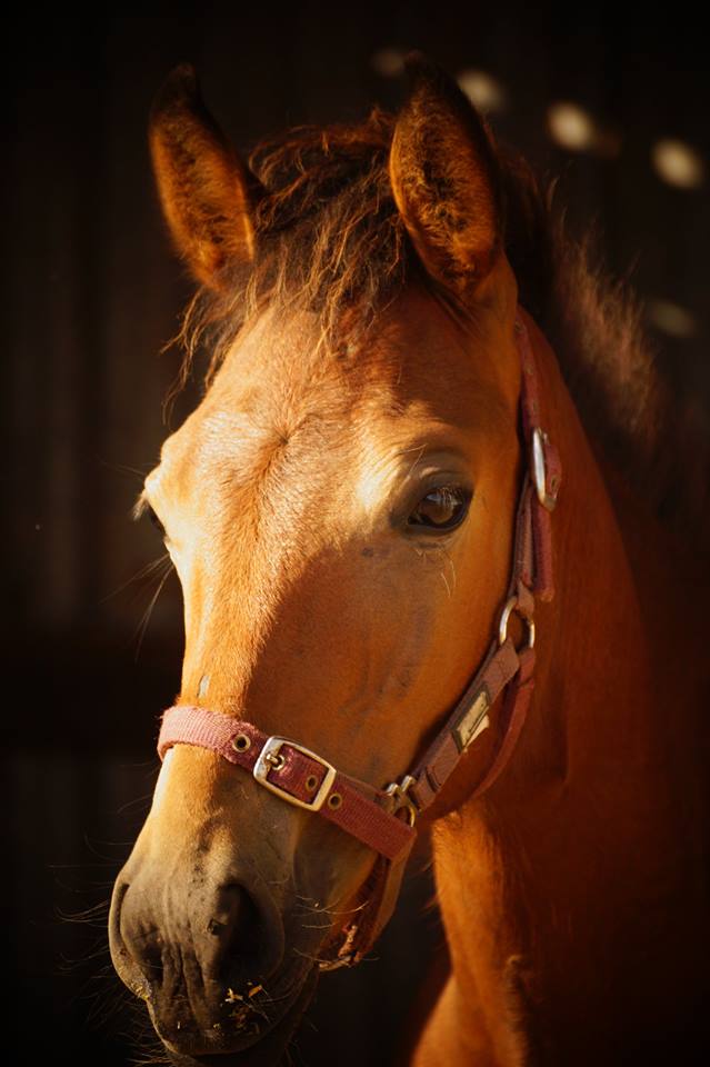 Timor Pony